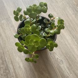 Succulent Sedum, 4in Pot, Live Plant 