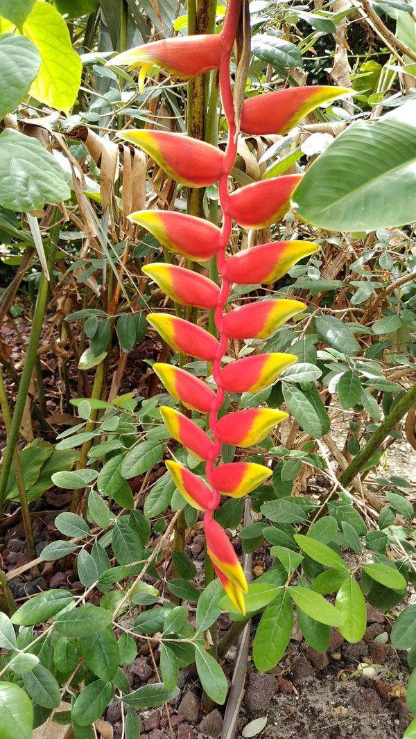 Lobster Claw Plant Heliconia Postrata. ***Please see description*** for