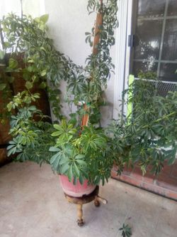 Plant
