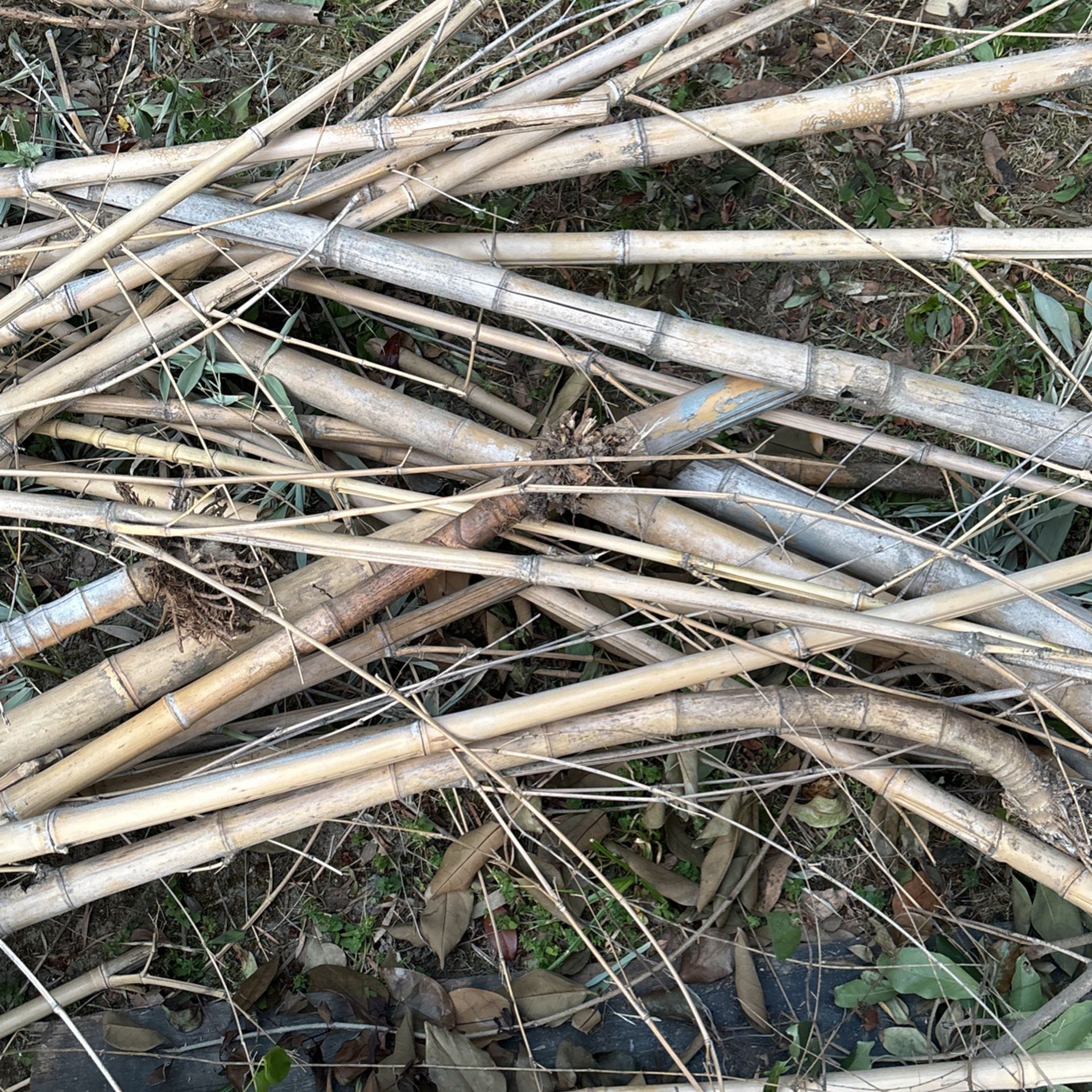 Dried Bamboo