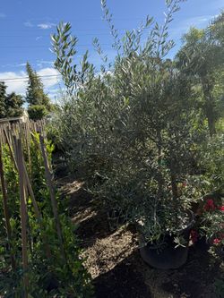24 Gallon Olive Tree