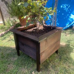 Plant Box With  Red roses $75
