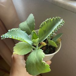 Mother Of Millions Succulent