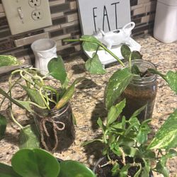 Potho Plants, Peperomia And Kalanchoe