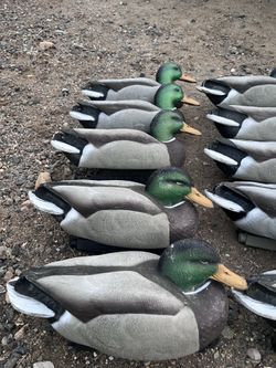 Greenhead gear mallard decoys and full body mallard and mojo