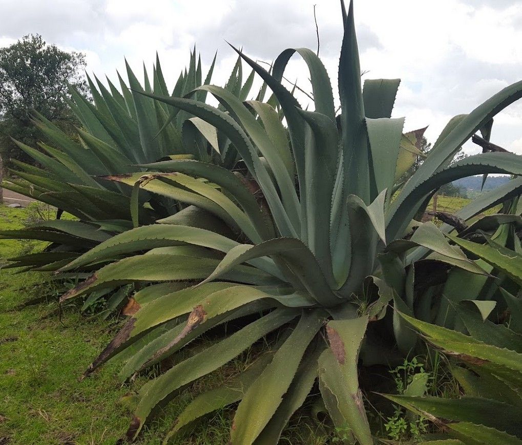 Pulquesito Azteca Ancestral Agua-miel Tierna