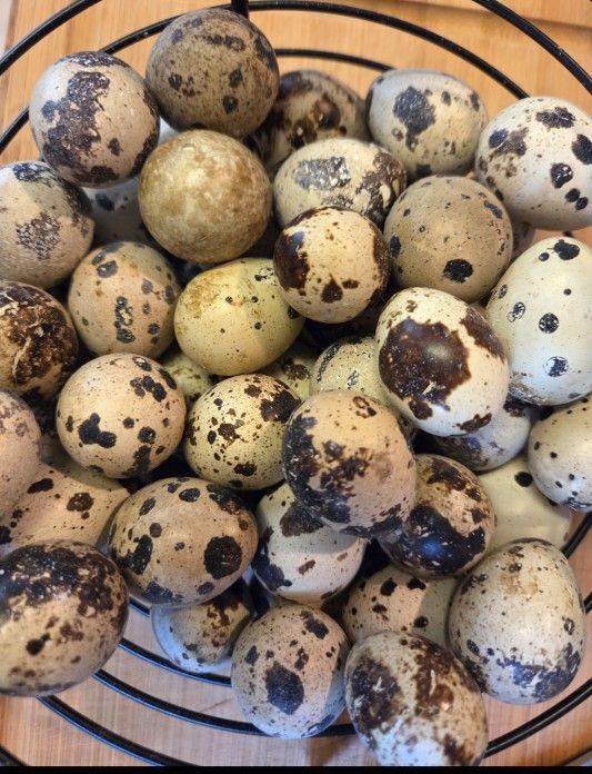 Organic Coternix Quail Eggs