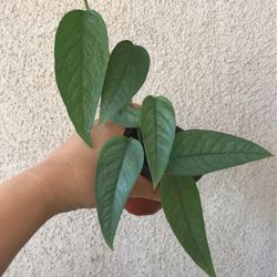 Beautiful Cebu Blue Pothos Plant