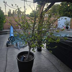 2 Red Hibiscus Trees
