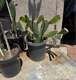 Plantas de nopales y dragon fruits