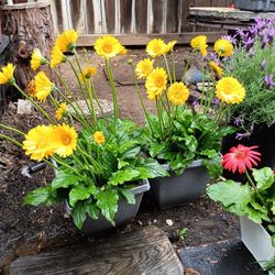 Gerbera. Marigolds.  Lupine 