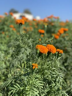 Marigold