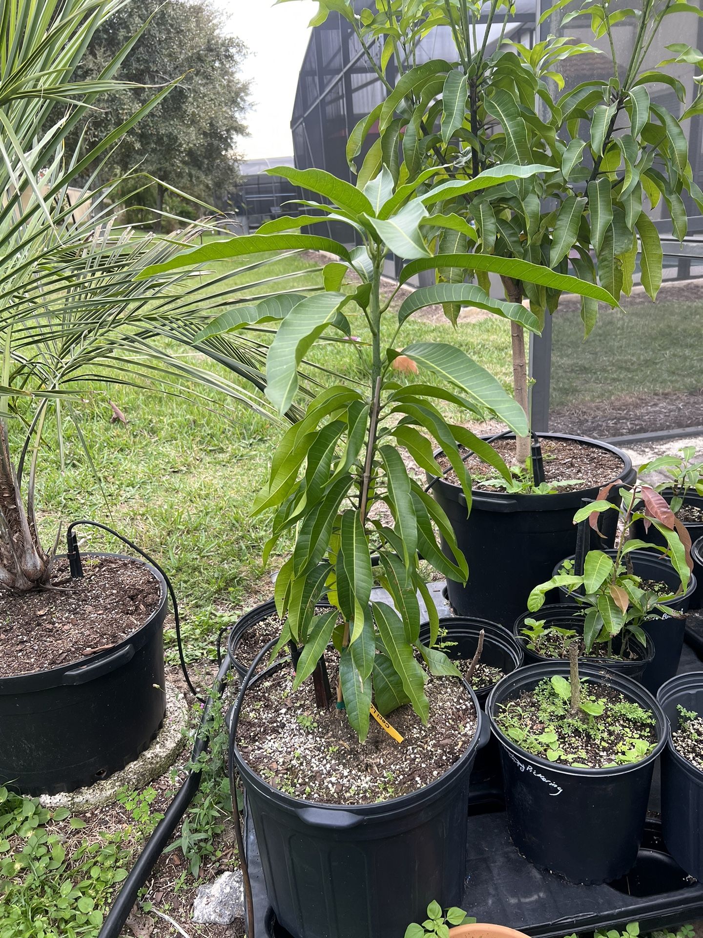 Cecilove Mango (grafted) (7 Gallon)