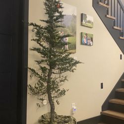 Live Christmas Trees