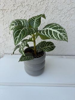 Zebra Plant