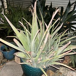 Freeing Aloe Vera Plants No Pot 