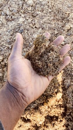 Horse Manure