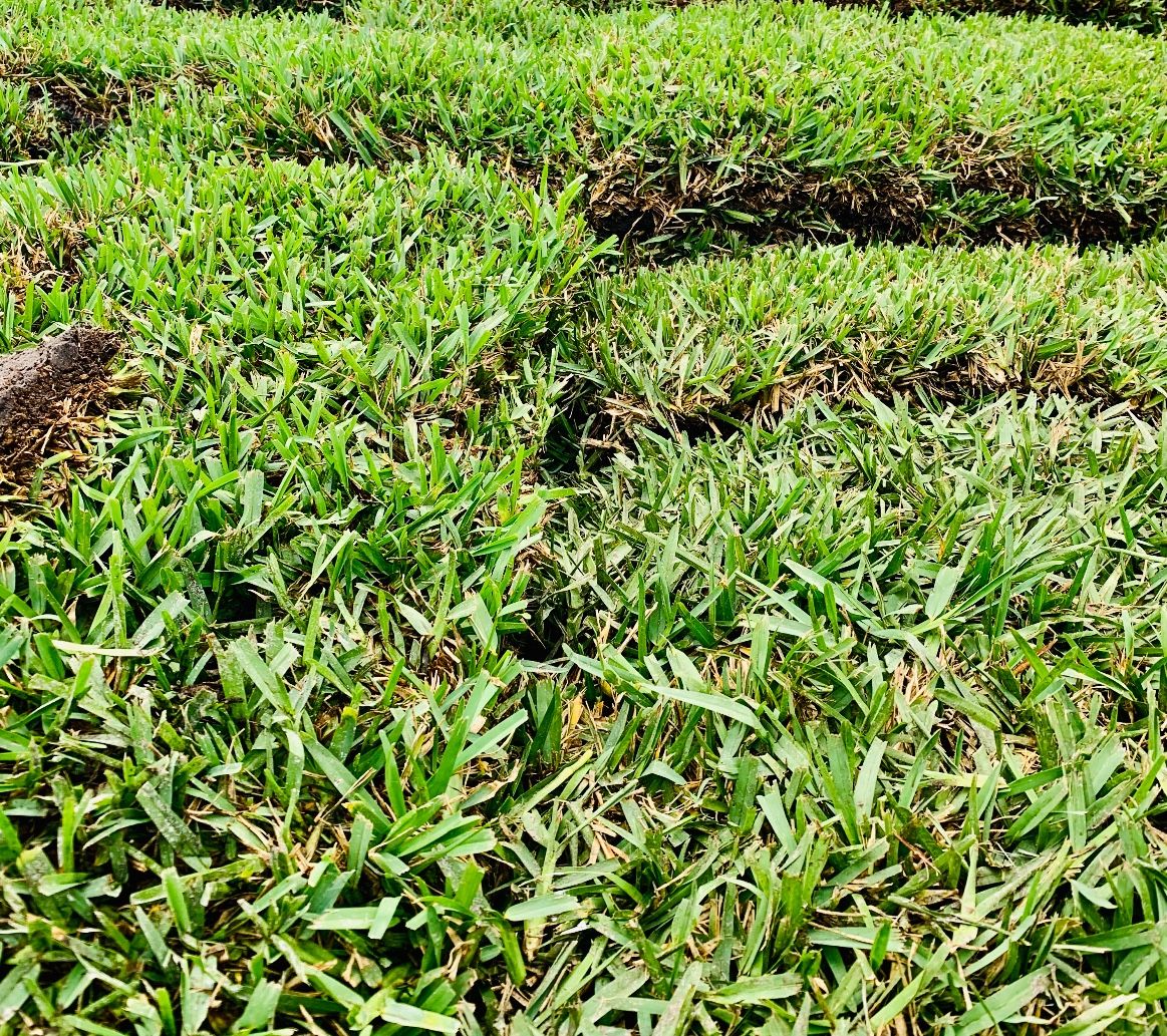 St. Augustine Sod!