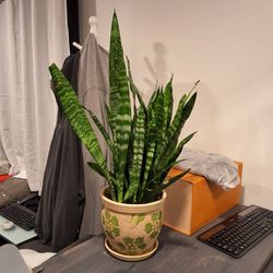 Indoor Plant / Snake Plant