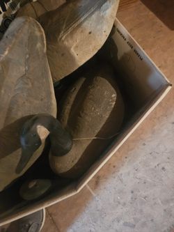 Multiple Foam And Plastic Duck Decoys