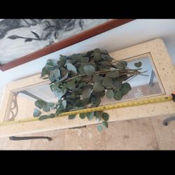 Eucalyptus Silver Dollar Baby Blue Gum ..for Party Decorations Arrangements Weddings Baby Showers Beauty Products 