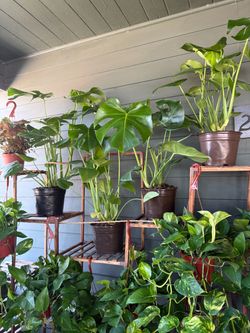 Tons of Houseplants/Indoor Plants for Sale