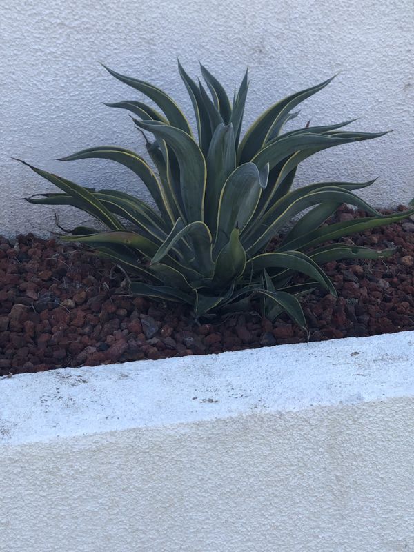 Several Agave Plants for Sale in Los Angeles, CA OfferUp