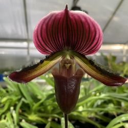 Paphiopedilum Maudiae Los Osos Orchid (first Pic Is Example Of The Flower)