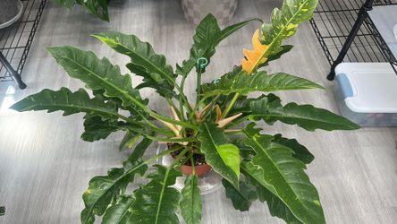 Ring of Fire Philodendron