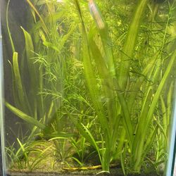 Colorful Aquarium Decorations & Plants