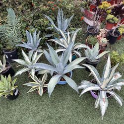 Agave Plants Americana Agave Blue Agave 