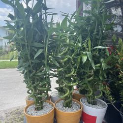 Lucky Bamboo Twister In Ceramic Pot. SPECIAL PRICE 🤩