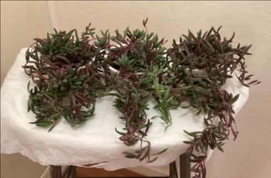 String of Ruby Necklaces Plants
