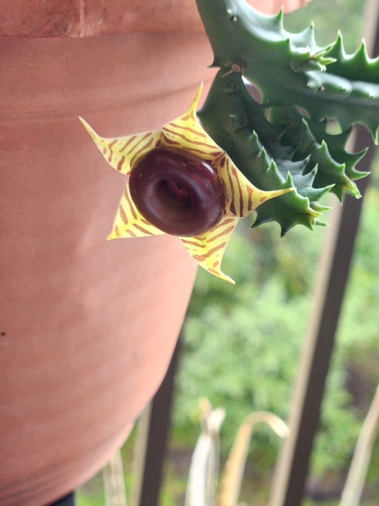 Huernia zebrina (Donut Flower Catus)