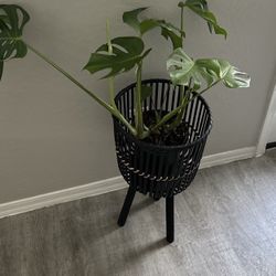 Black wooden plant stand 