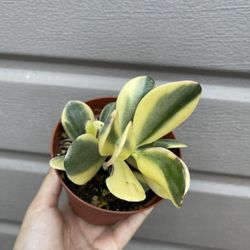 4” Variegated Crassula Obata Tricolor 