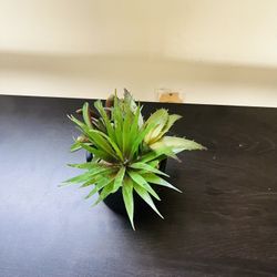 Plant