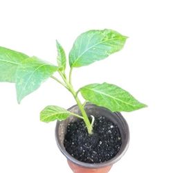 5" Brugmansia Angel’s Trumpet Live Plant – Yellow  Colorful Trumpet-Shaped Flowers – Decorative Landscape Plant