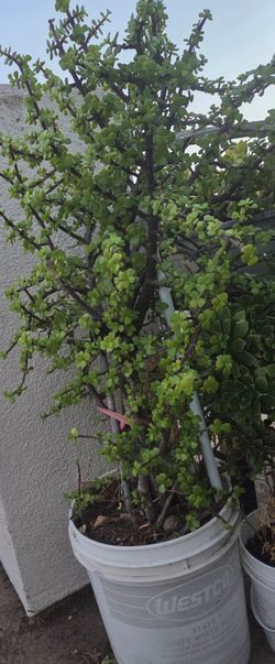 Árbol de jade o Árbol del dinero