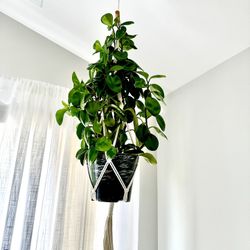 Hanging peperomia plant with macrame 25$price Is Firm!