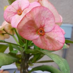 Crown of Thorns- ID 'New First Lady' plants