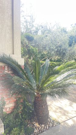 Healthy 7ft wide 5ft tall Sago Palm Tree