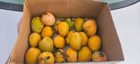 Hairy Stringy Sweet and Juicy Mangoes