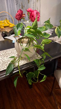 Golden photos plant in ceramic pot