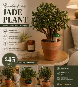Large Mature Jade Plant Tree in Terra Cotta Pot – Healthy Succulent