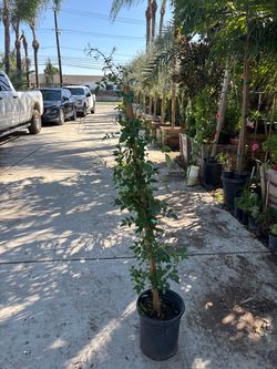 Pandorea Jasmine
