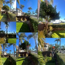 Tree’s 🌲🌳🌴🌲🌳🌴