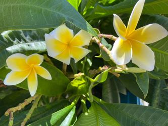 Plumeria Cuttings