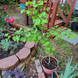 Ginkgo Tree