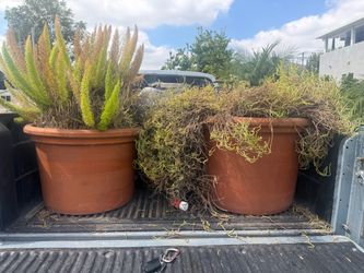 Plant pots